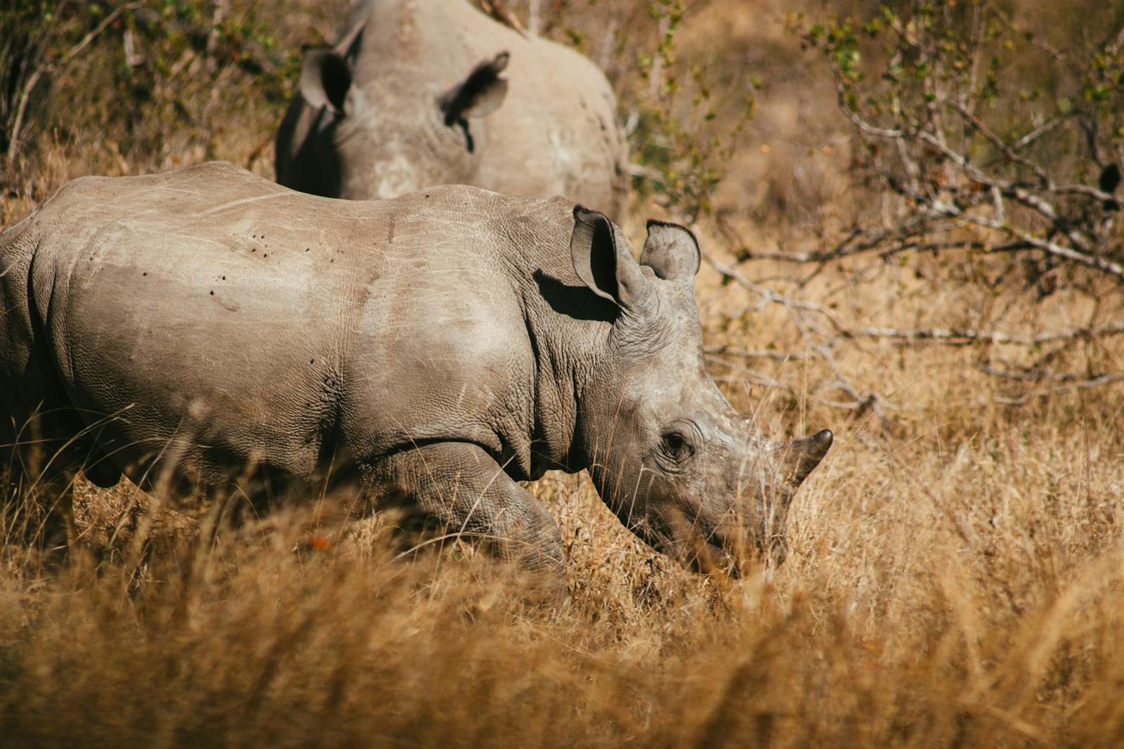 Rhino in Kruger National Park