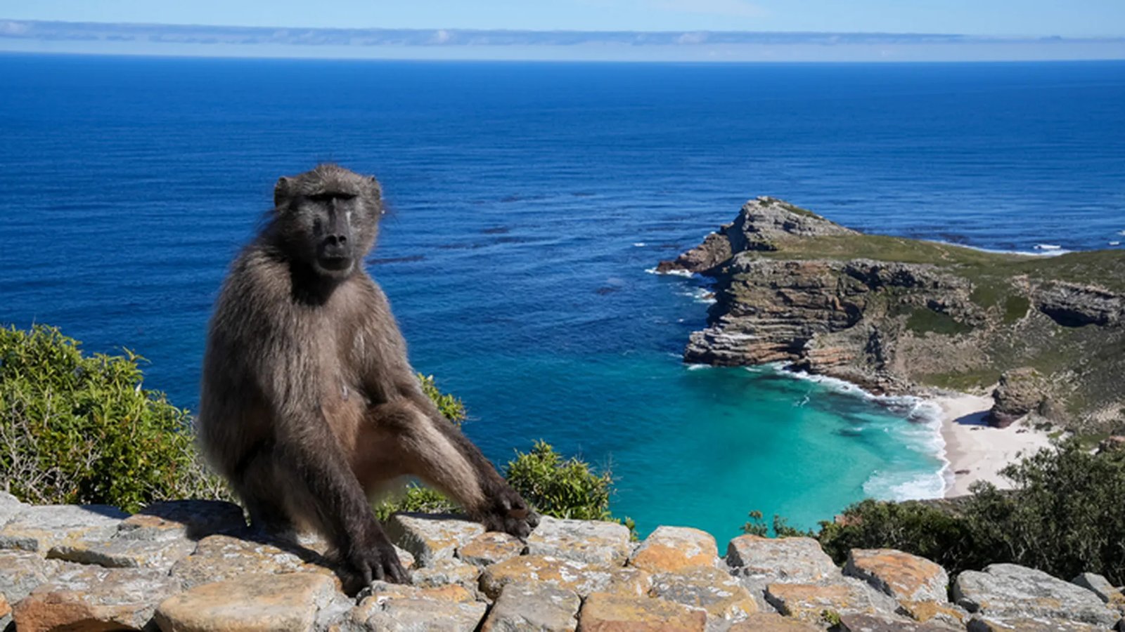 Baboons in Cape Town & Western Cape
