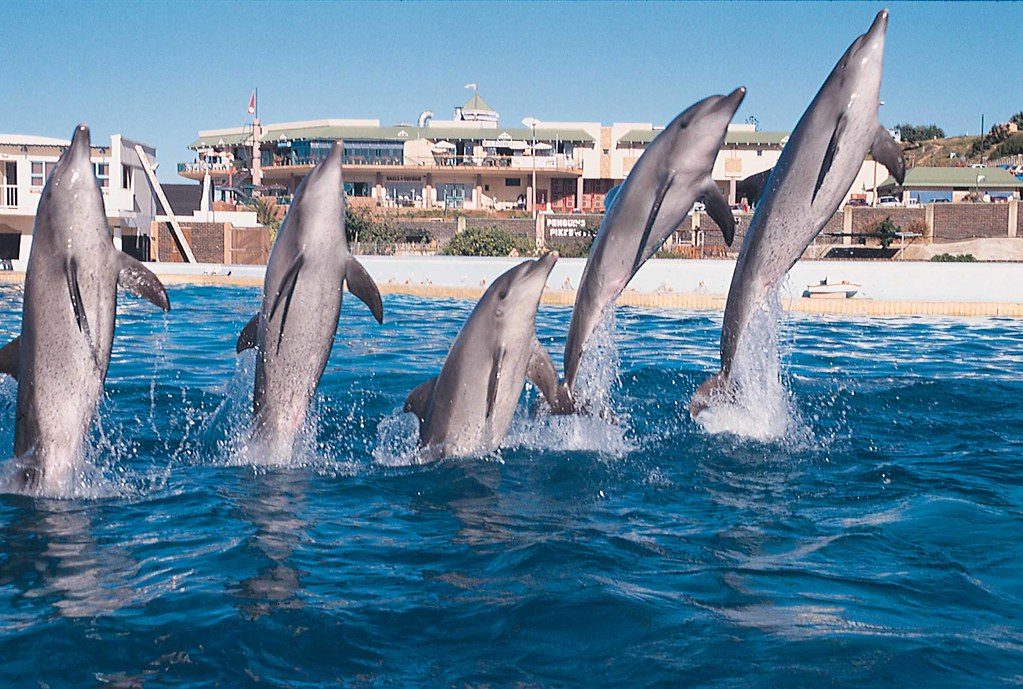 Bottlenose Dolphin in Cape Town & Western Cape