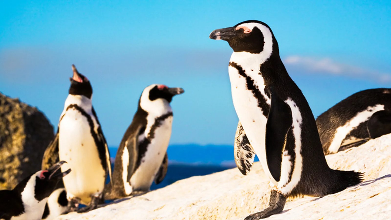 African Penguin in Cape Town & Western Cape