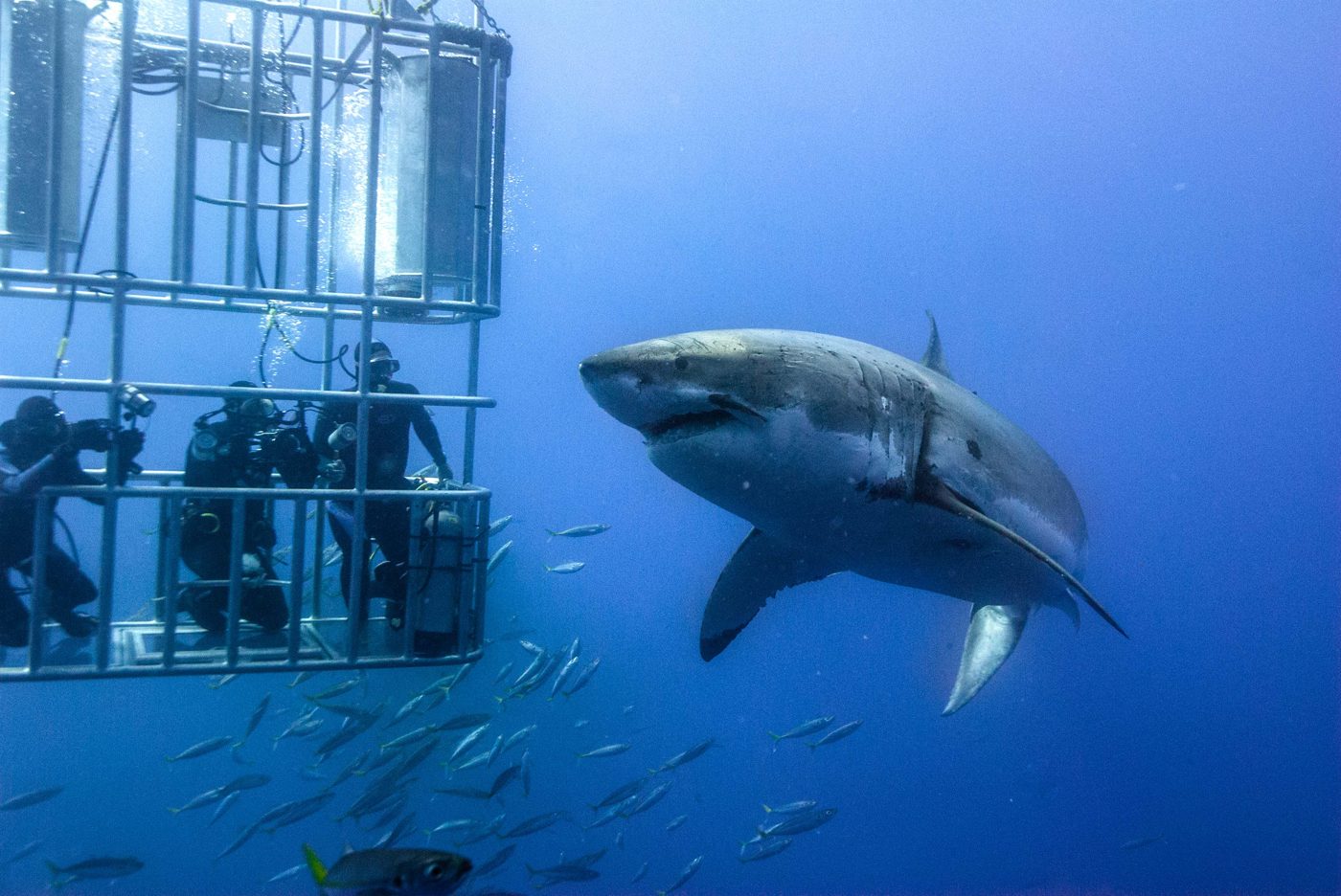 Great White Shark in Cape Town & Western Cape