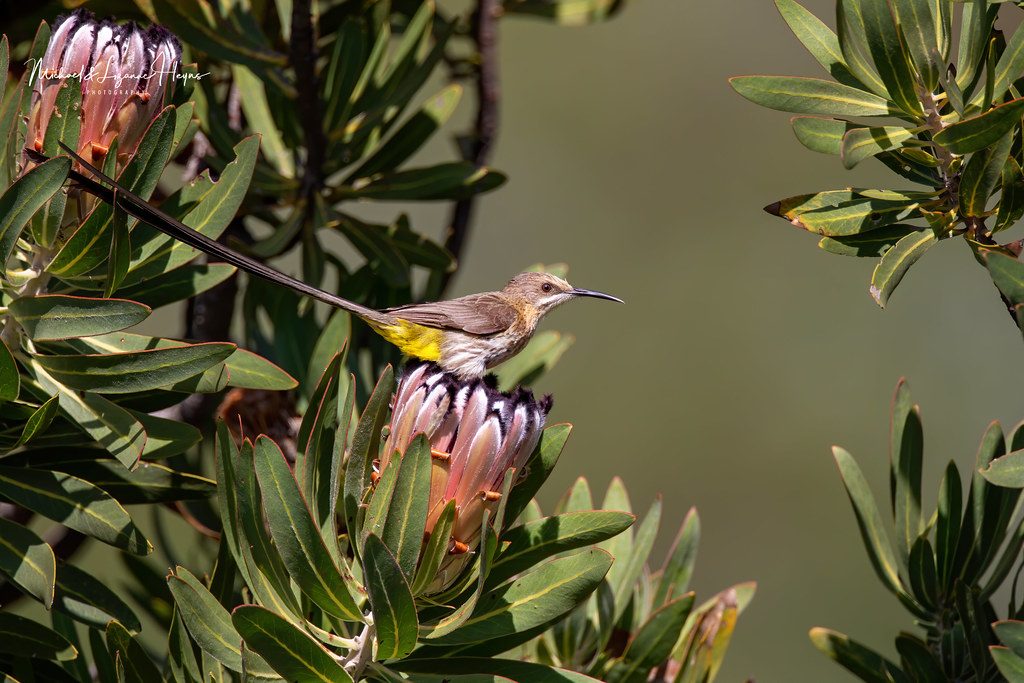 517 Bird Species in Kruger National Park