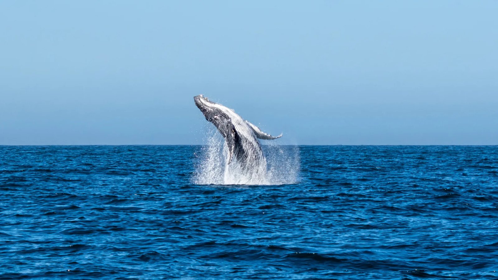 Southern Right Whale in Cape Town & Western Cape
