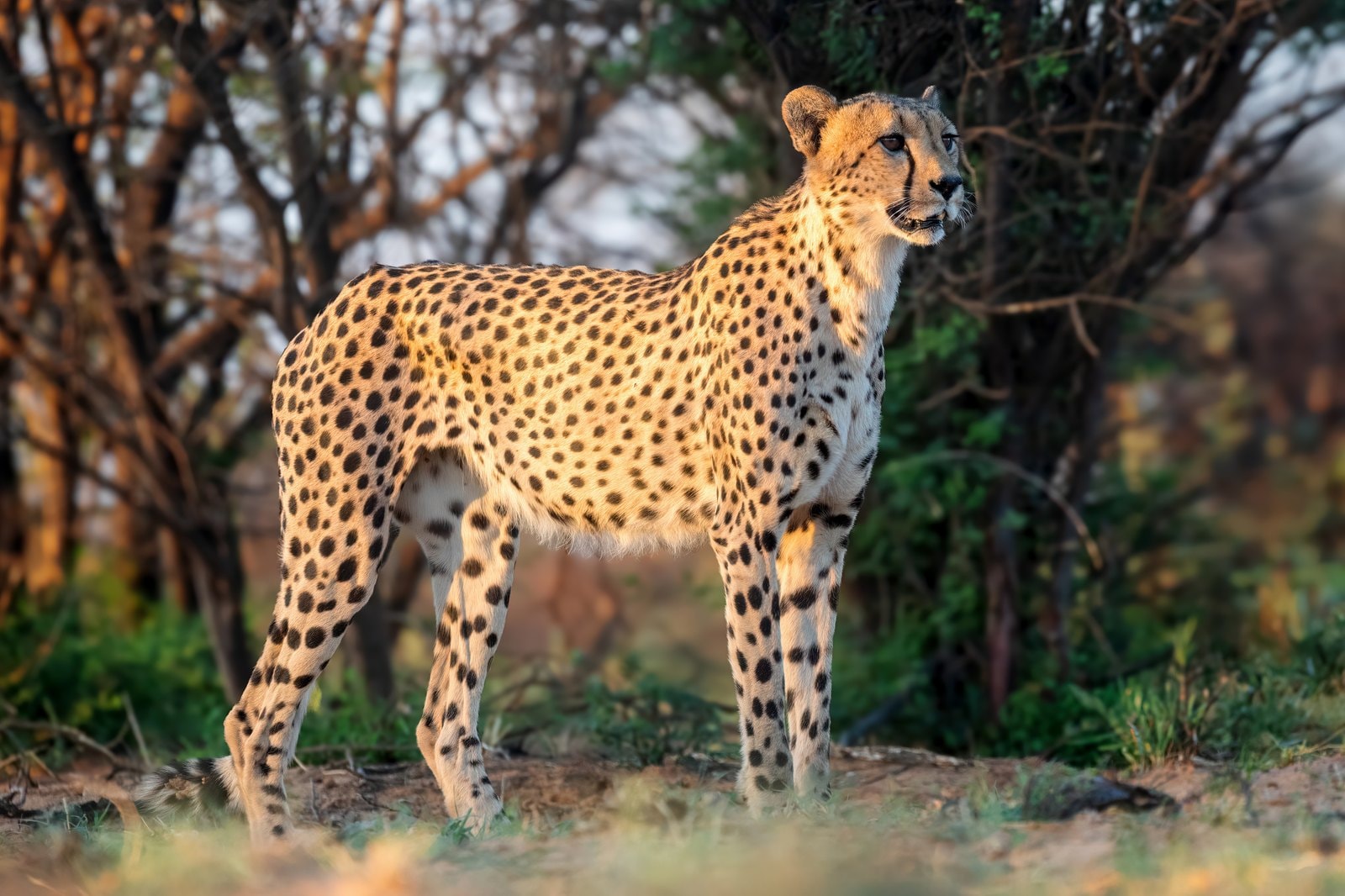 Cheetah in Kruger National Park