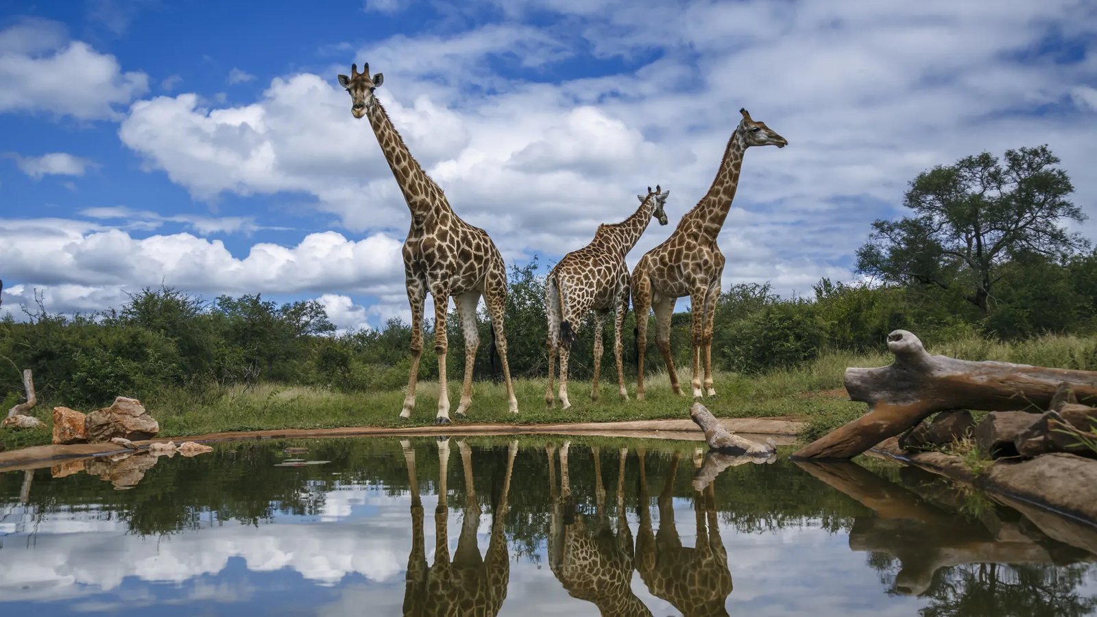 Giraffe in Kruger National Park