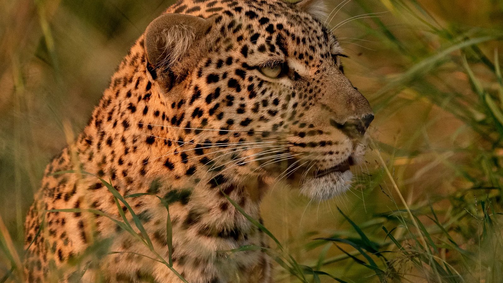 Leopard in Kruger National Park