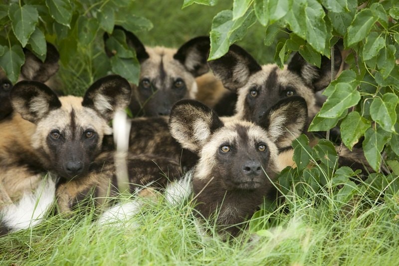 Wild Dog in Kruger National Park