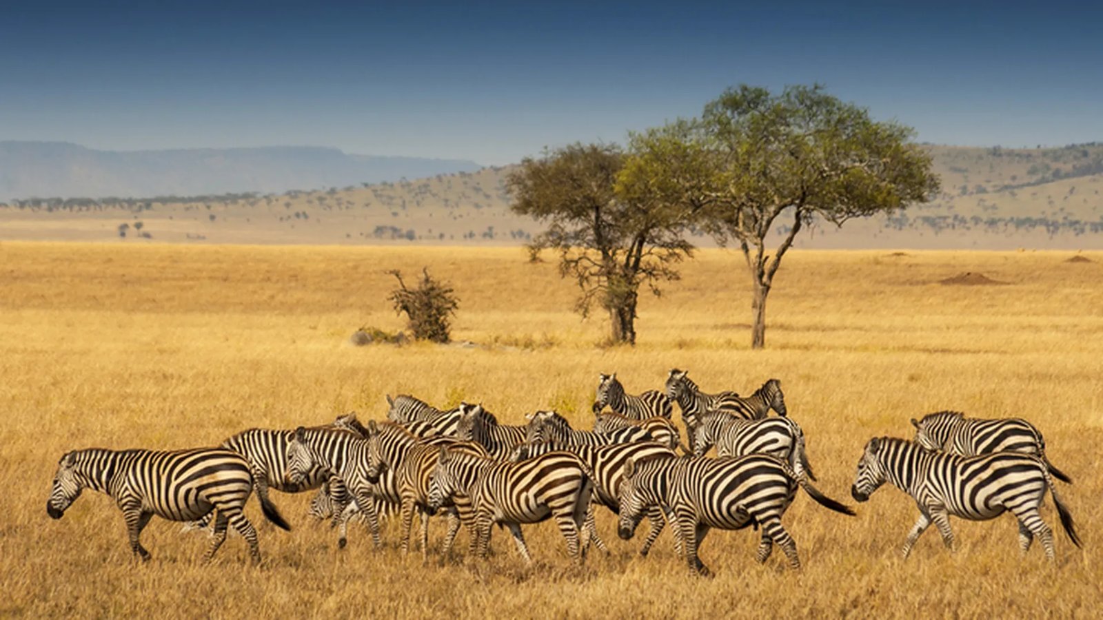 Zebra in Serengeti, Tanzania