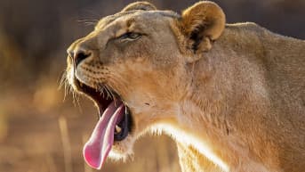 15 Days Cape Town, Kruger, Victoria Falls & Botswana Tour