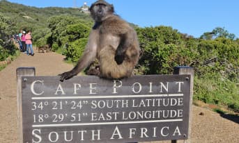 Cape of Good Hope & Penguins Small Group Tour from Cape Town