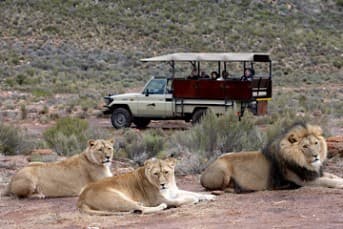 3-Nights All-Inclusive Aquila Private Game Reserve Safari