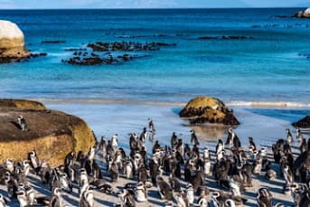 3 Days Cape Point, Penguins, Table Mountain & Robben Island Tour