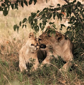 3-Day Safari Adventure Tour at Etosha National Park from Windhoek
