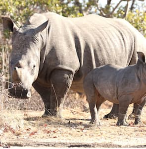 Top African Safari Destinations, Zimbabwe