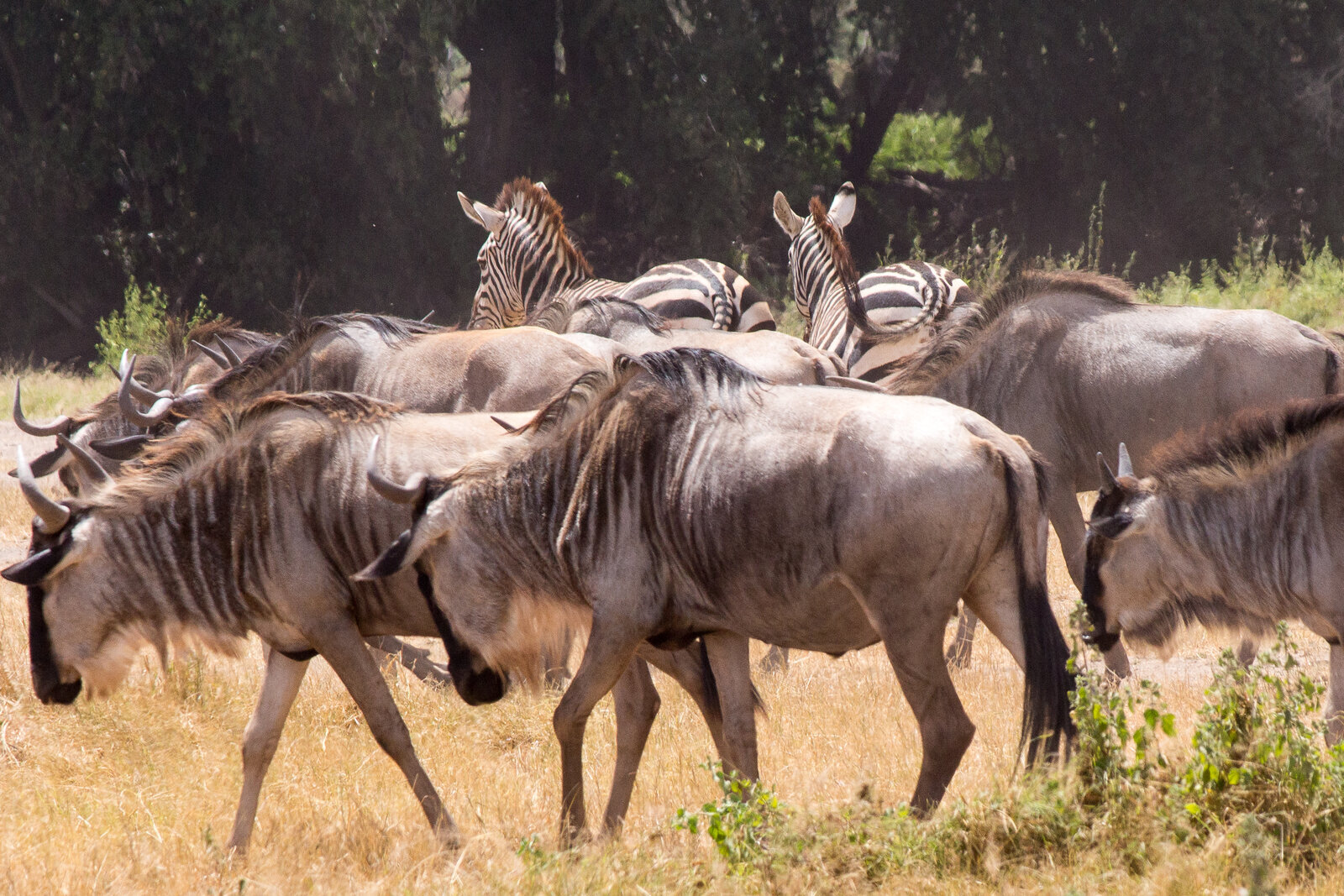 Zebra moving with the wildebeest herds across the plains
