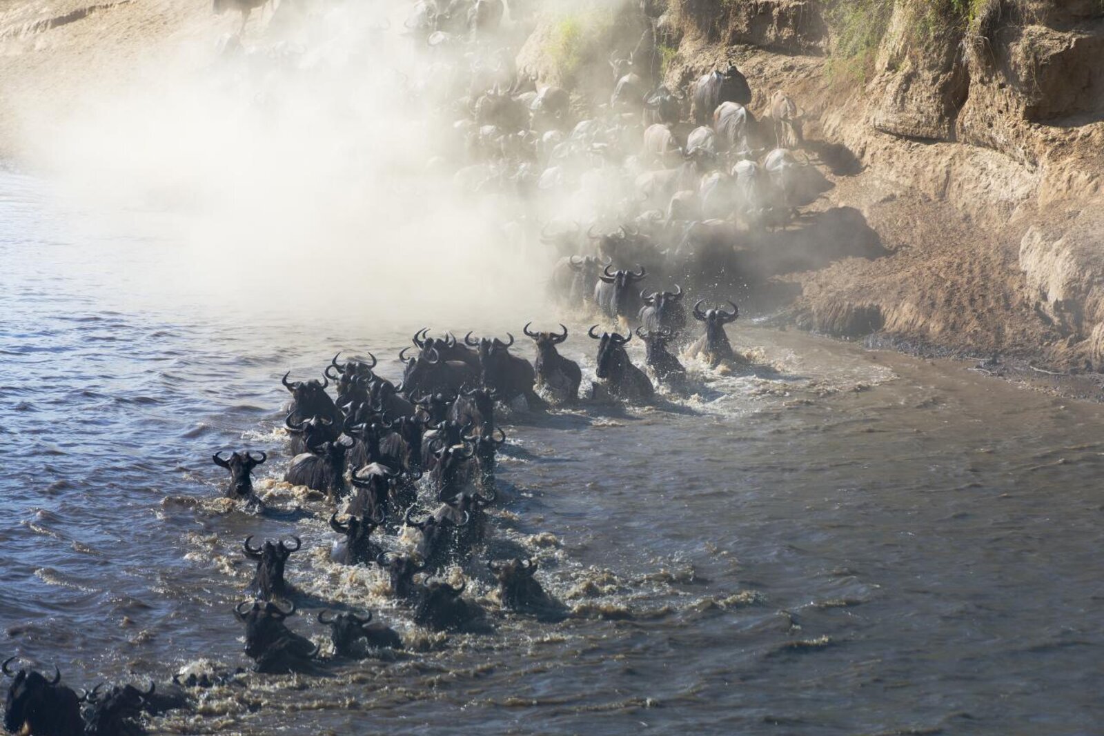 Wildebeest plunging through the Mara River mid-crossing