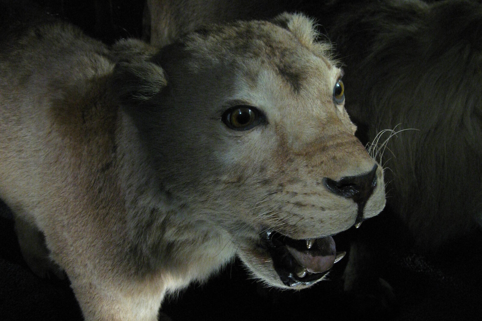 Lion roaring in the western Serengeti