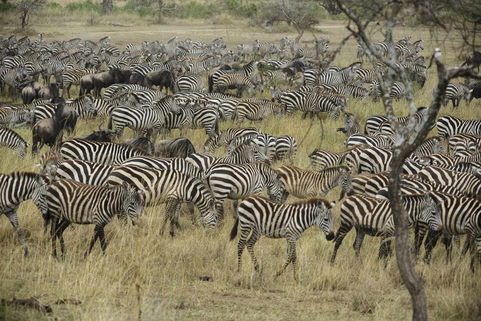 Wildebeest migration herds moving through the western Serengeti near the Grumeti River