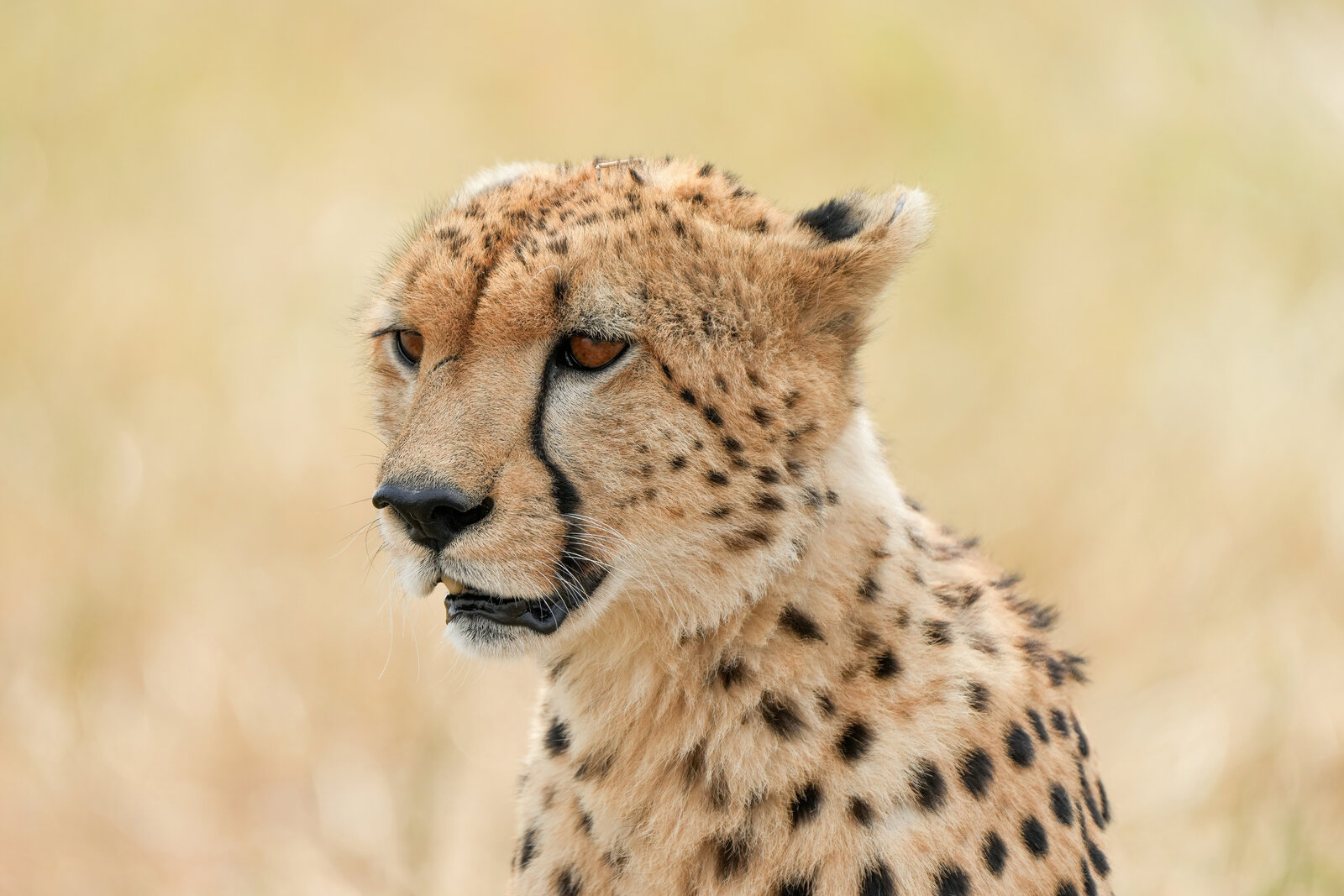 Cheetah scanning the plains of the Western Corridor