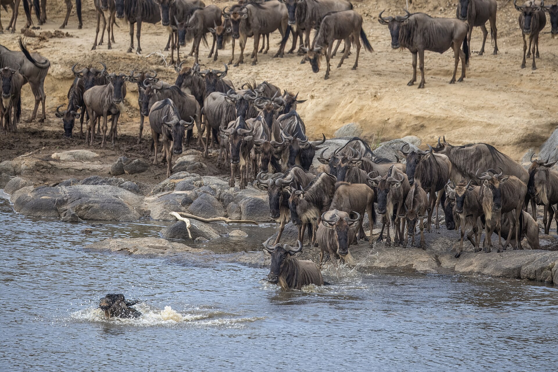 Wildebeest crossing the Mara River during the Great Migration in Kenya — the best time is July to October, with August and September peak crossing months
