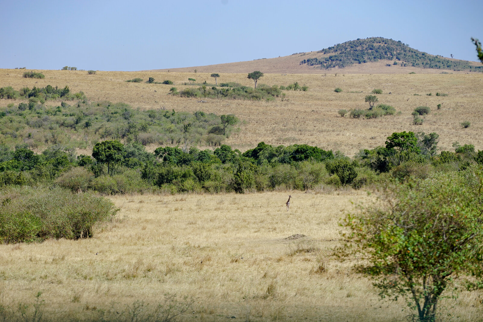 Rolling grasslands of a Masai Mara private conservancy