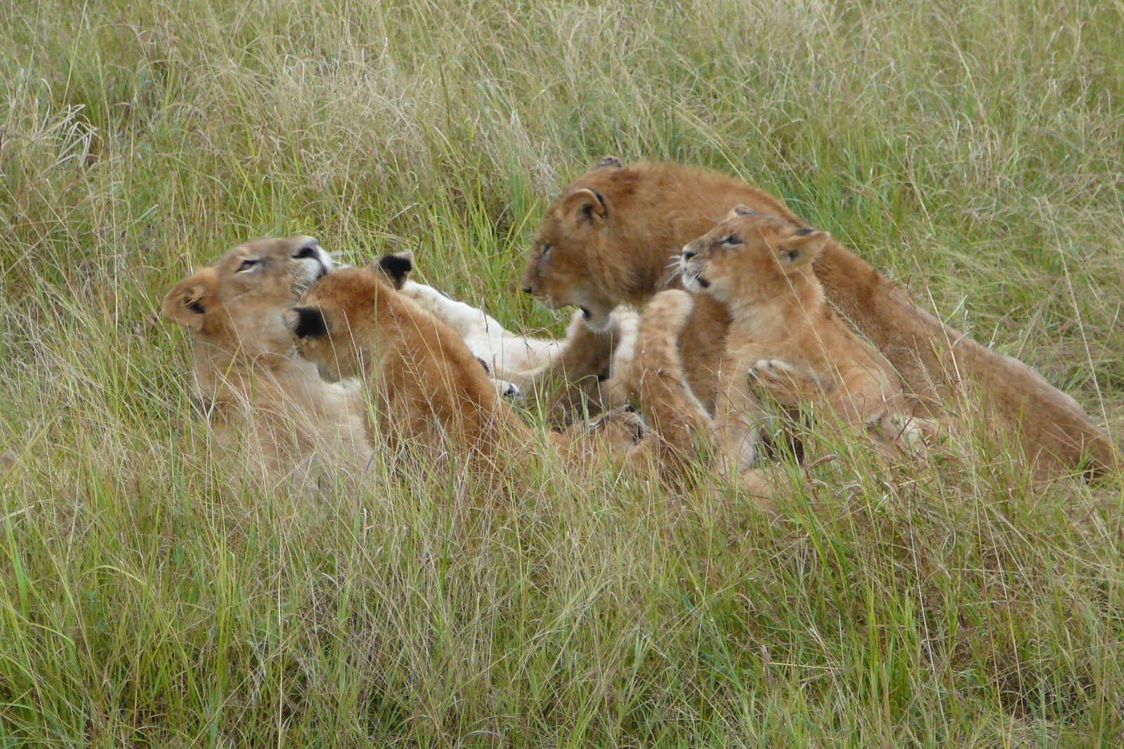 Lion pride at dawn in a Masai Mara conservancy