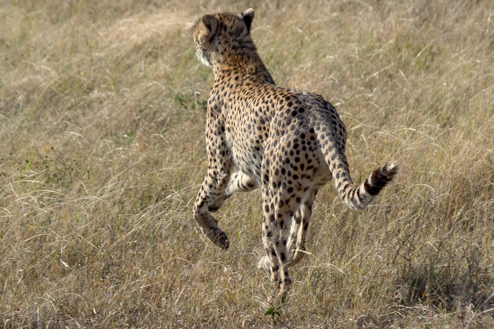 Cheetah on a termite mound scanning the Masai Mara plains