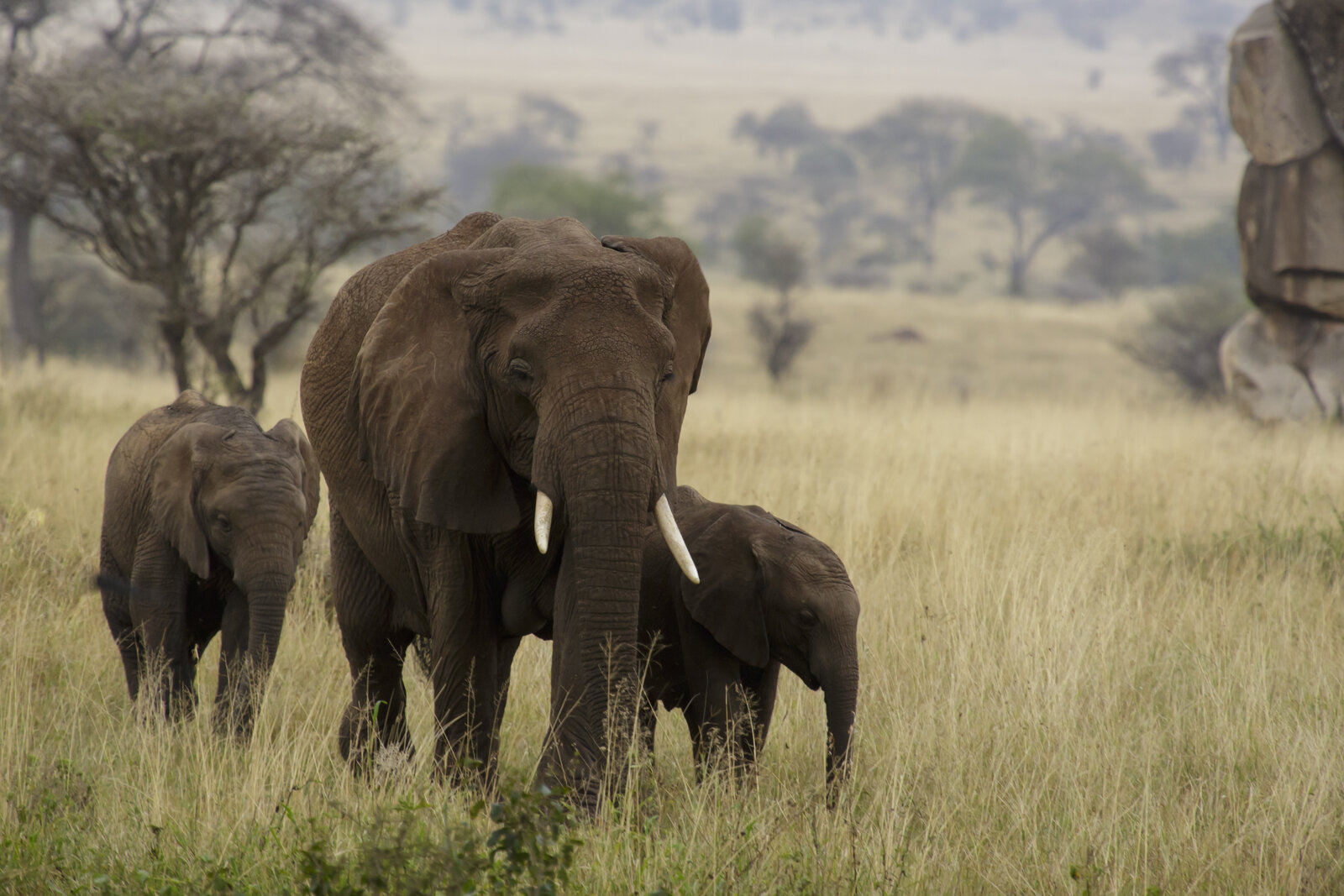 Elephant family crossing the grasslands near Lamai