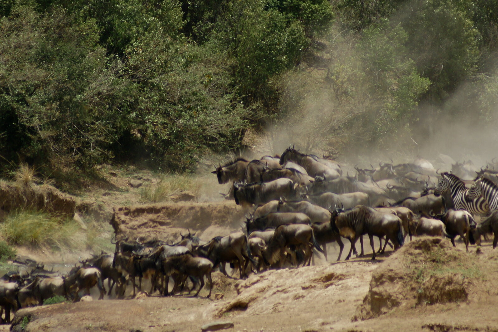 Column of wildebeest approaching the Mara River before a crossing