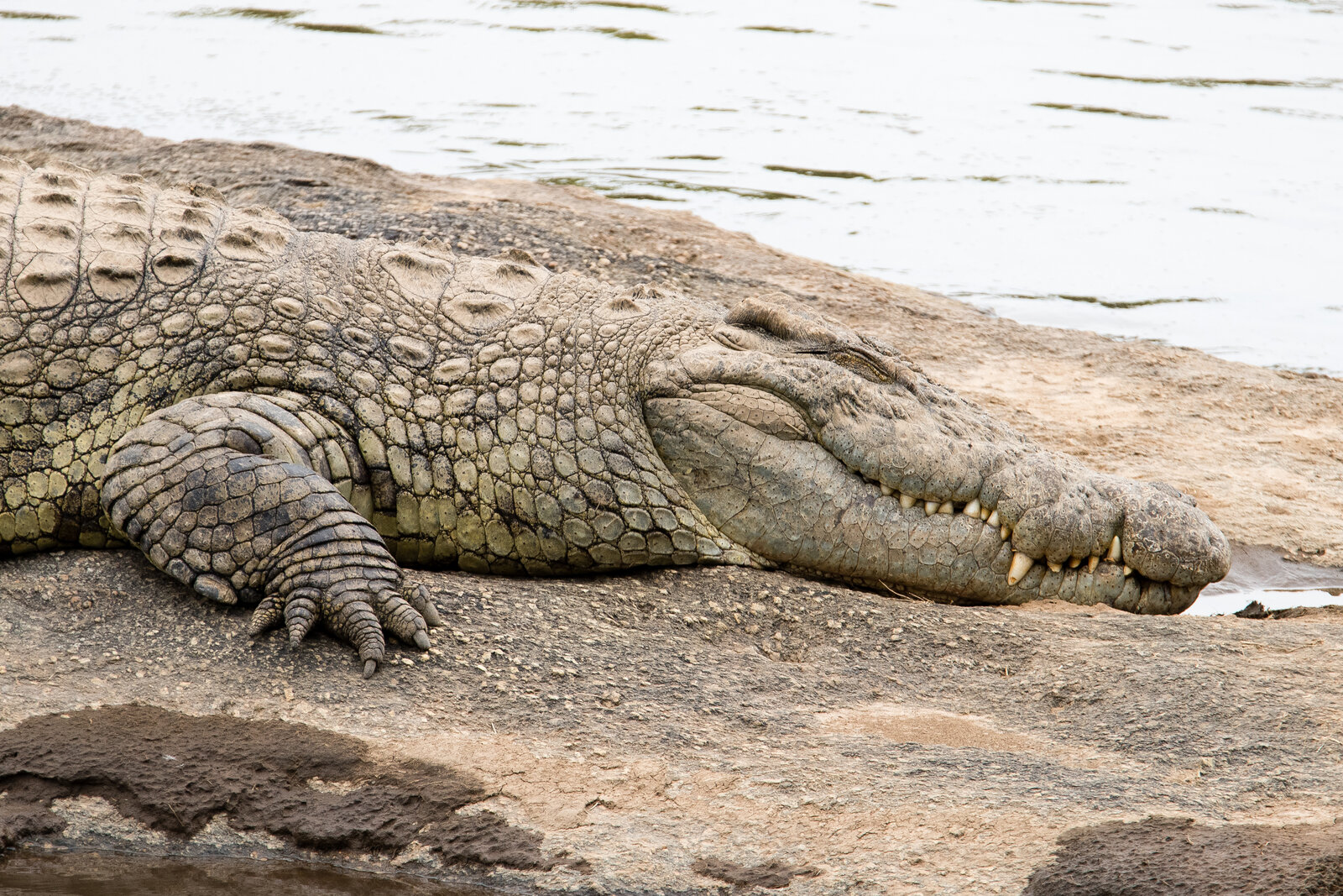 Crocodile waiting in the Mara River during the crossing season