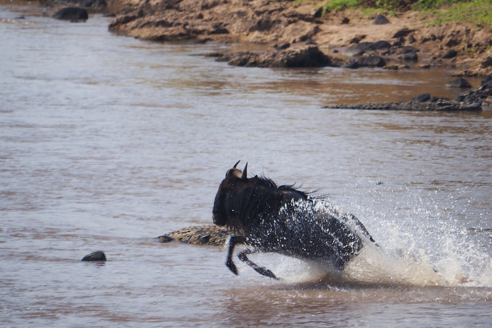 Wildebeest stampede raising dust during a Mara River crossing
