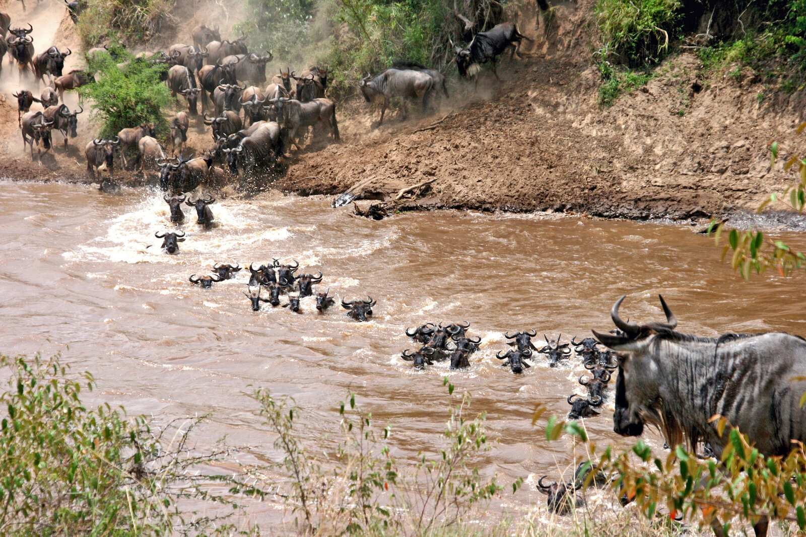 Wildebeest massing on the bank of the Mara River