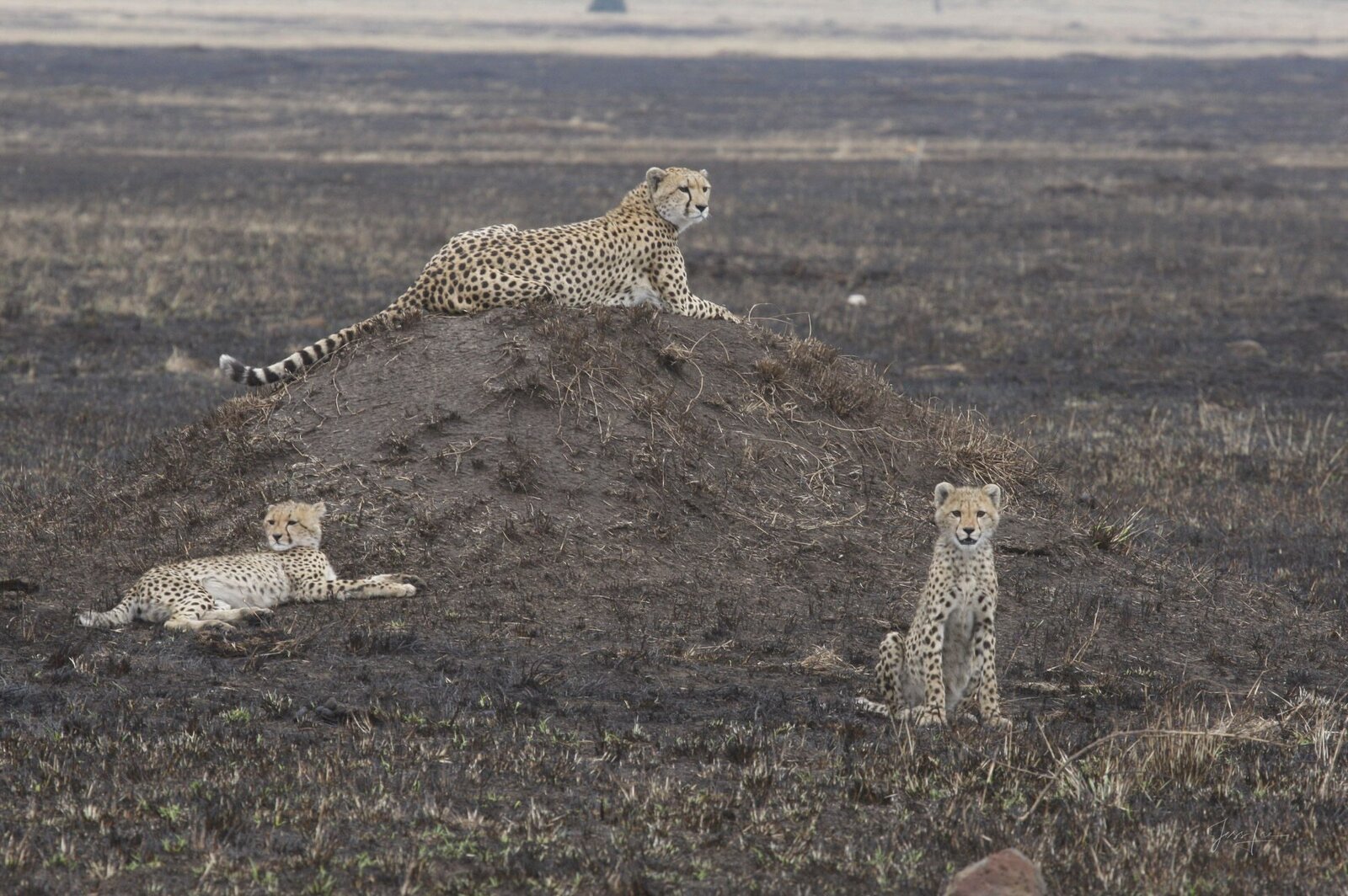Private 4x4 game drive at sunset in the Masai Mara