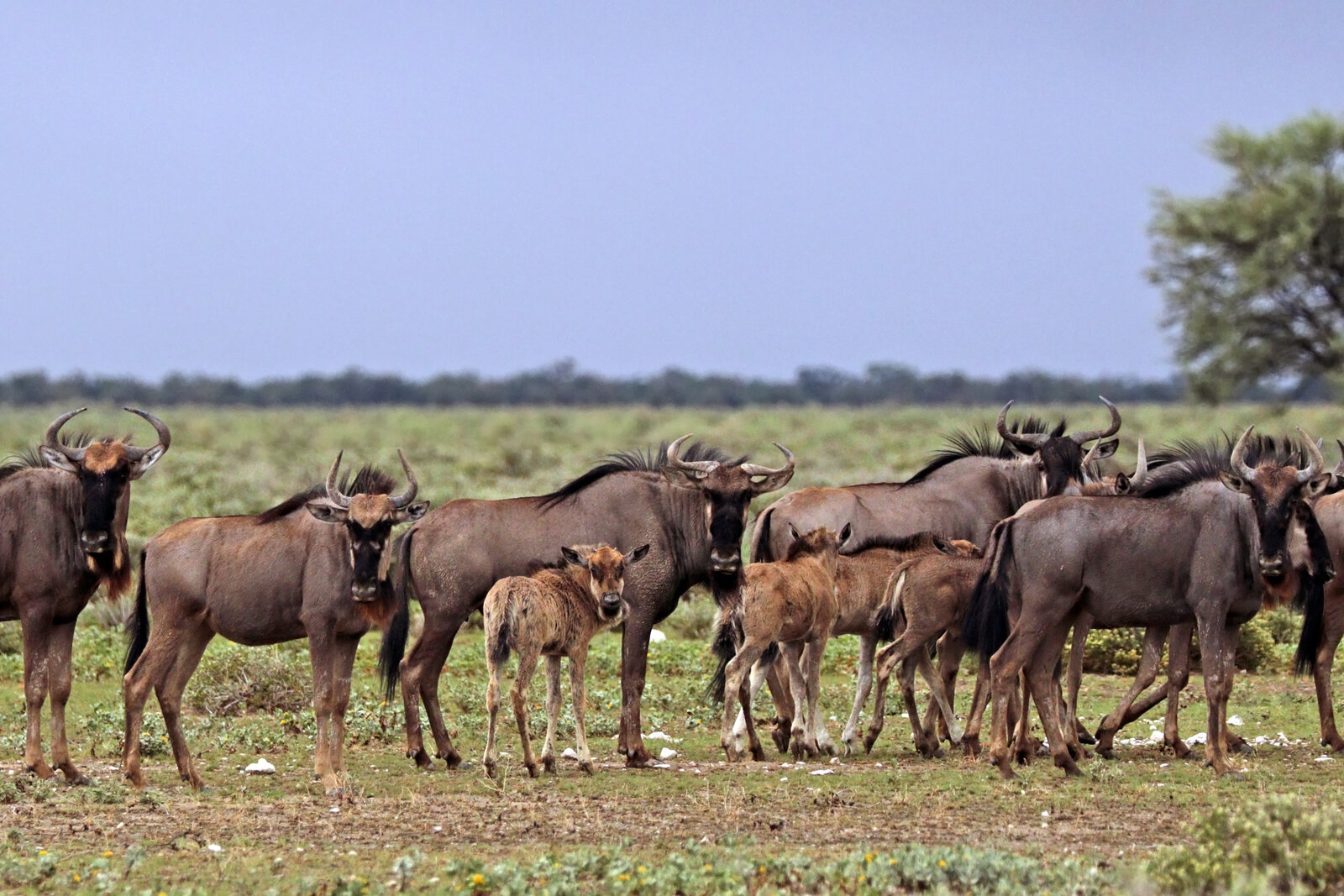 Newborn wildebeest calf on the Ndutu plains during calving season