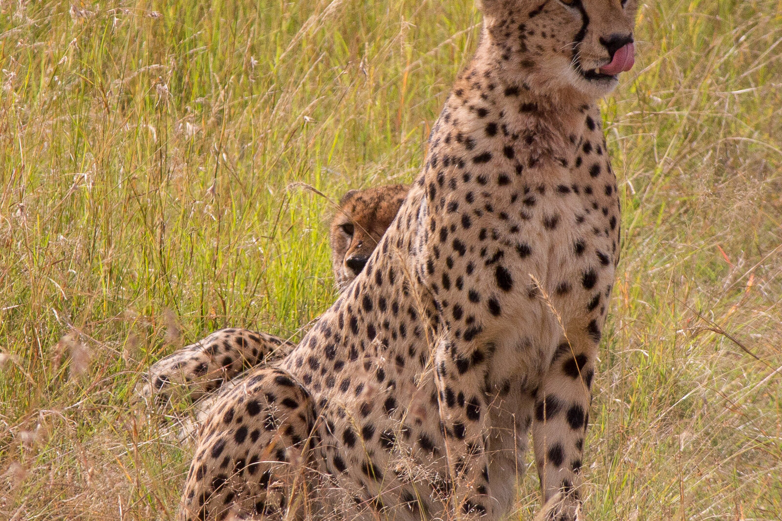 Cheetah hunting on the Namiri and Ndutu plains