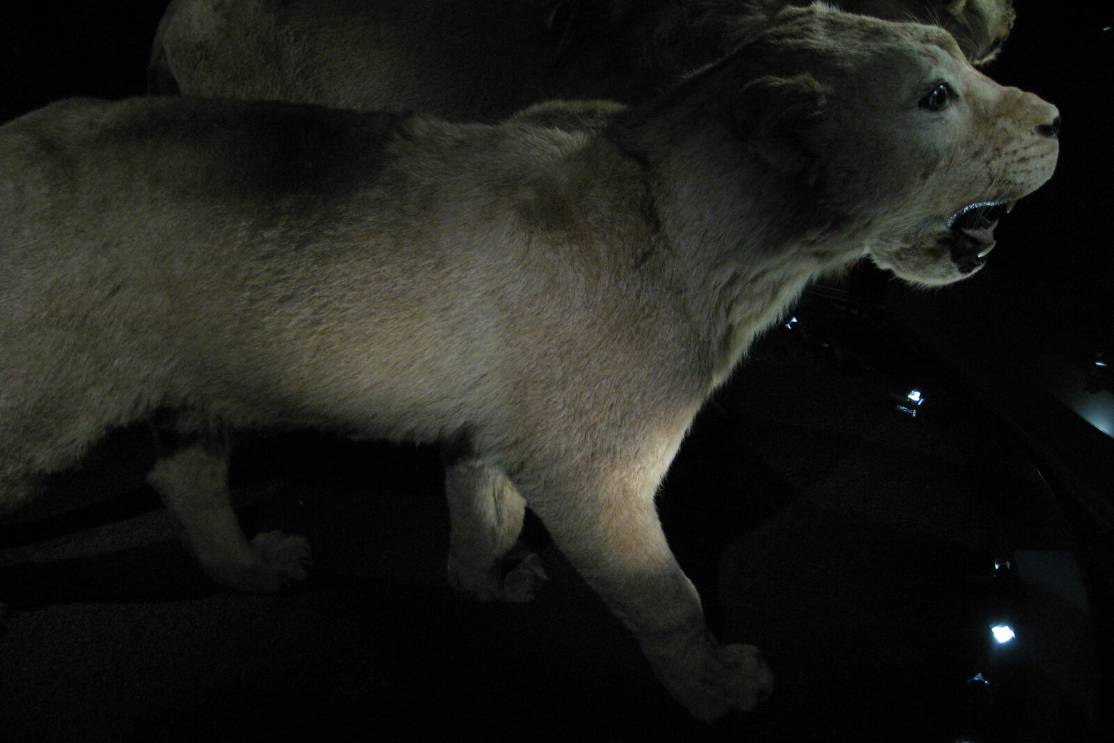 Lioness stalking through the eastern Serengeti near Namiri Plains
