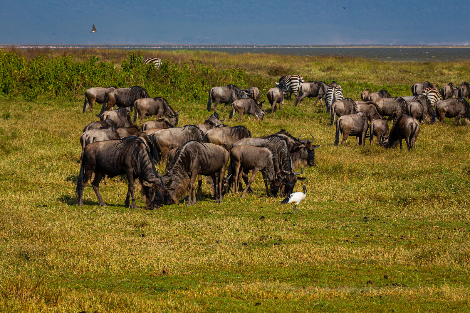Wildebeest herds massing on the southern Serengeti calving grounds