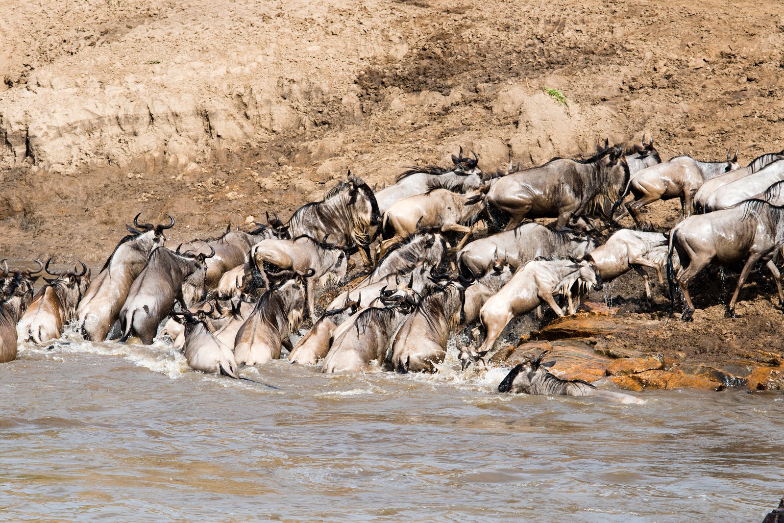 Wildebeest migration herds beside a mobile camp in the northern Serengeti at Kogatende