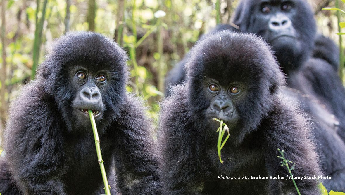 Rwanda safari landscape