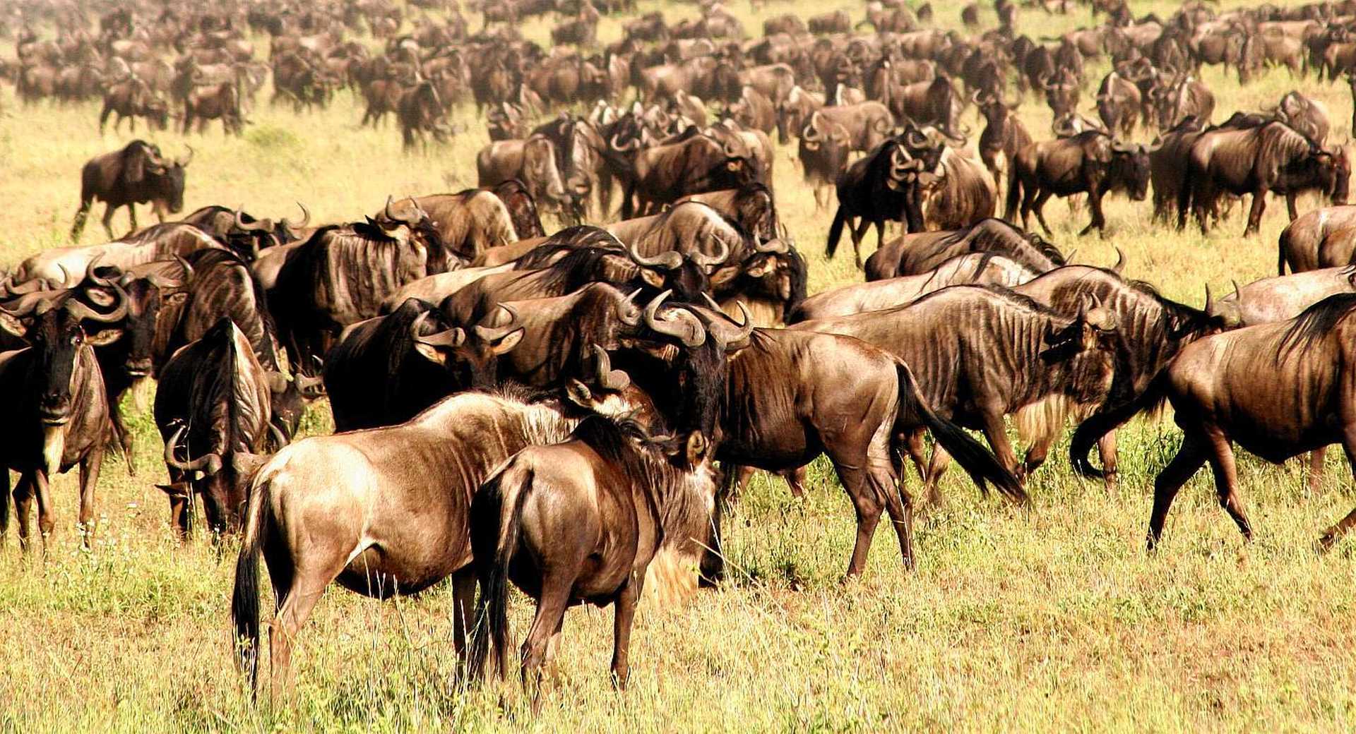 Tanzania safari landscape