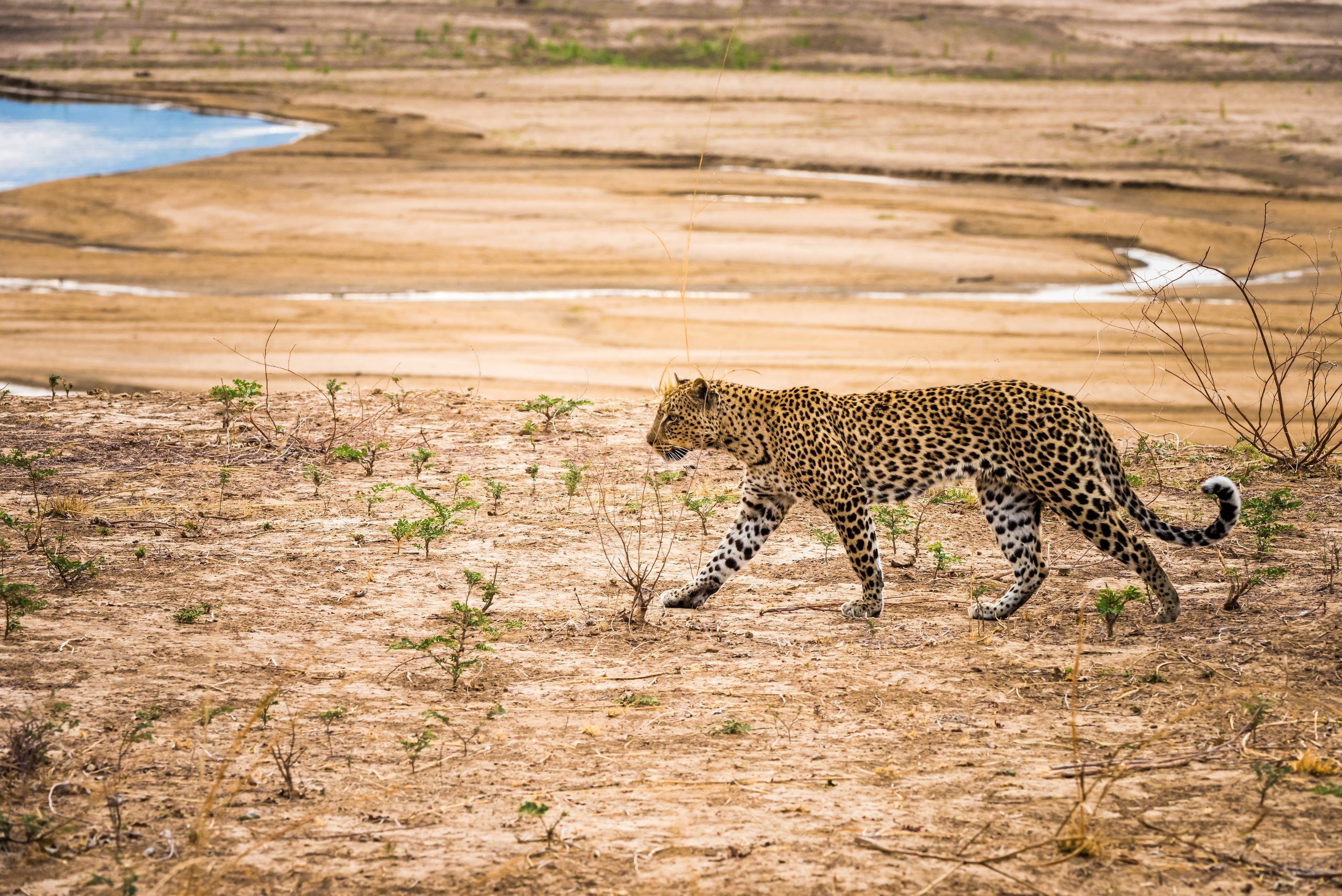 The endless plains of the Serengeti during the Great Migration on a Tanzania safari tour