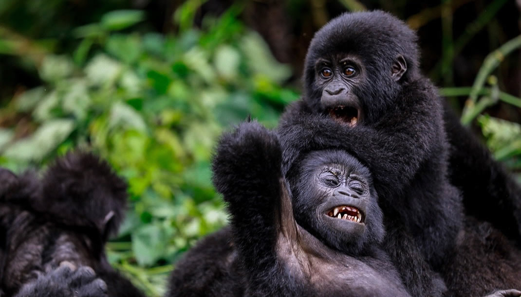 Uganda safari landscape