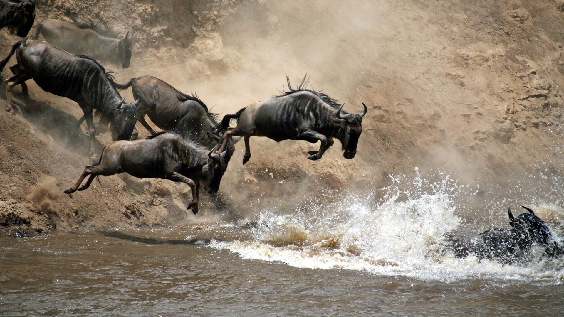 Wildebeest crossing the Mara River during the Great Migration in the Masai Mara