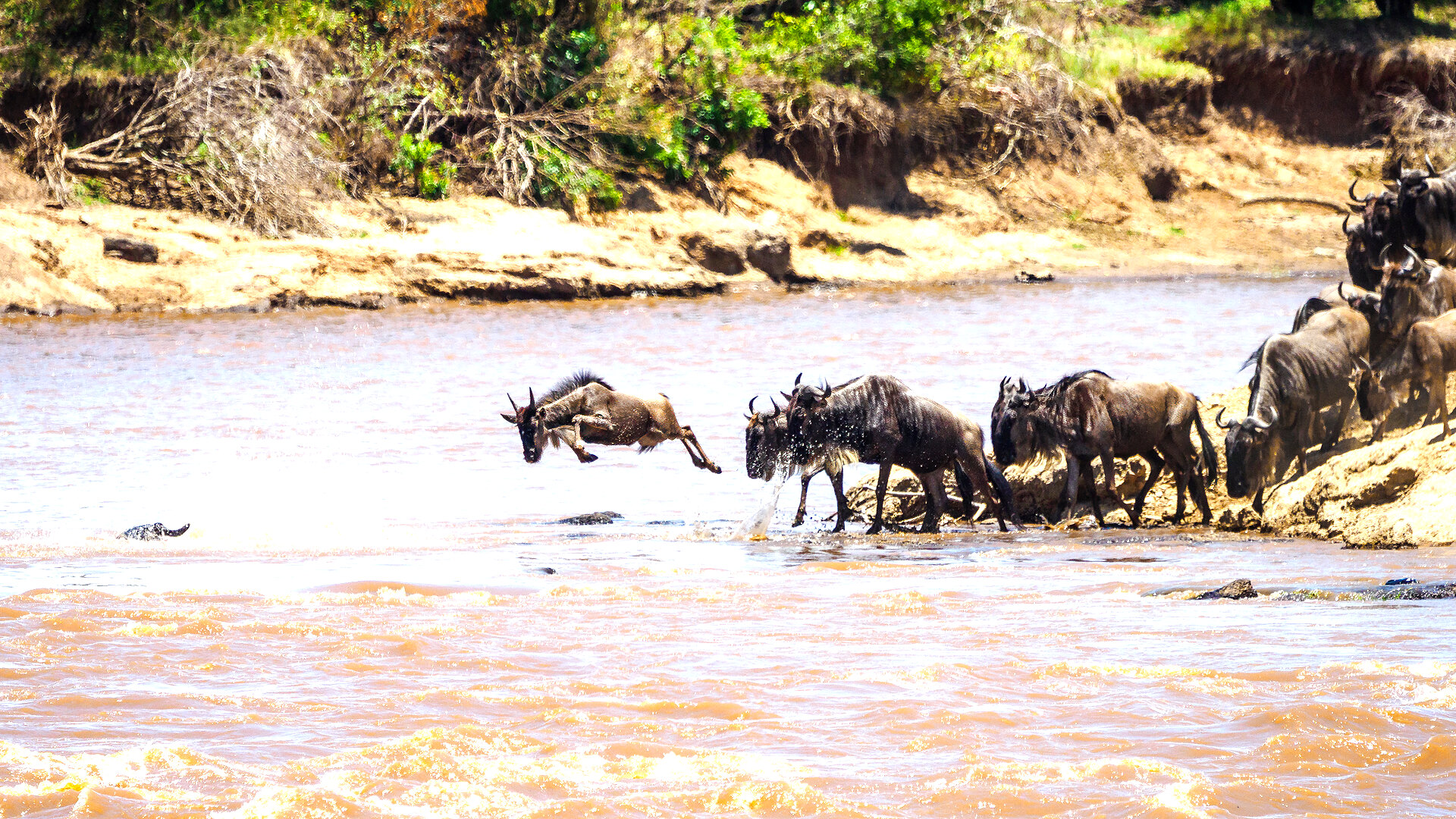 Wildebeest leaping into the Mara River during a Masai Mara Great Migration crossing