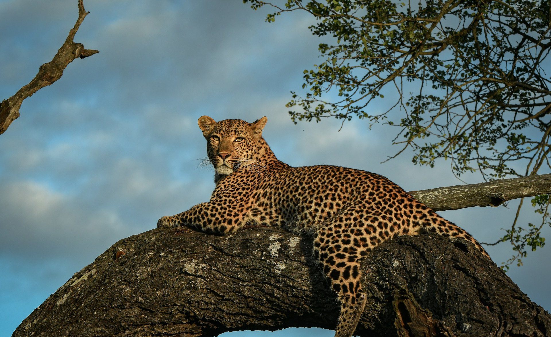 Kruger & Sabi Sands