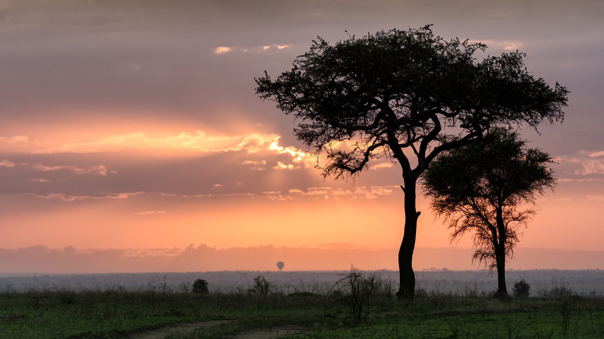 Endless columns of wildebeest crossing the golden Serengeti plains at sunrise during the Great Migration