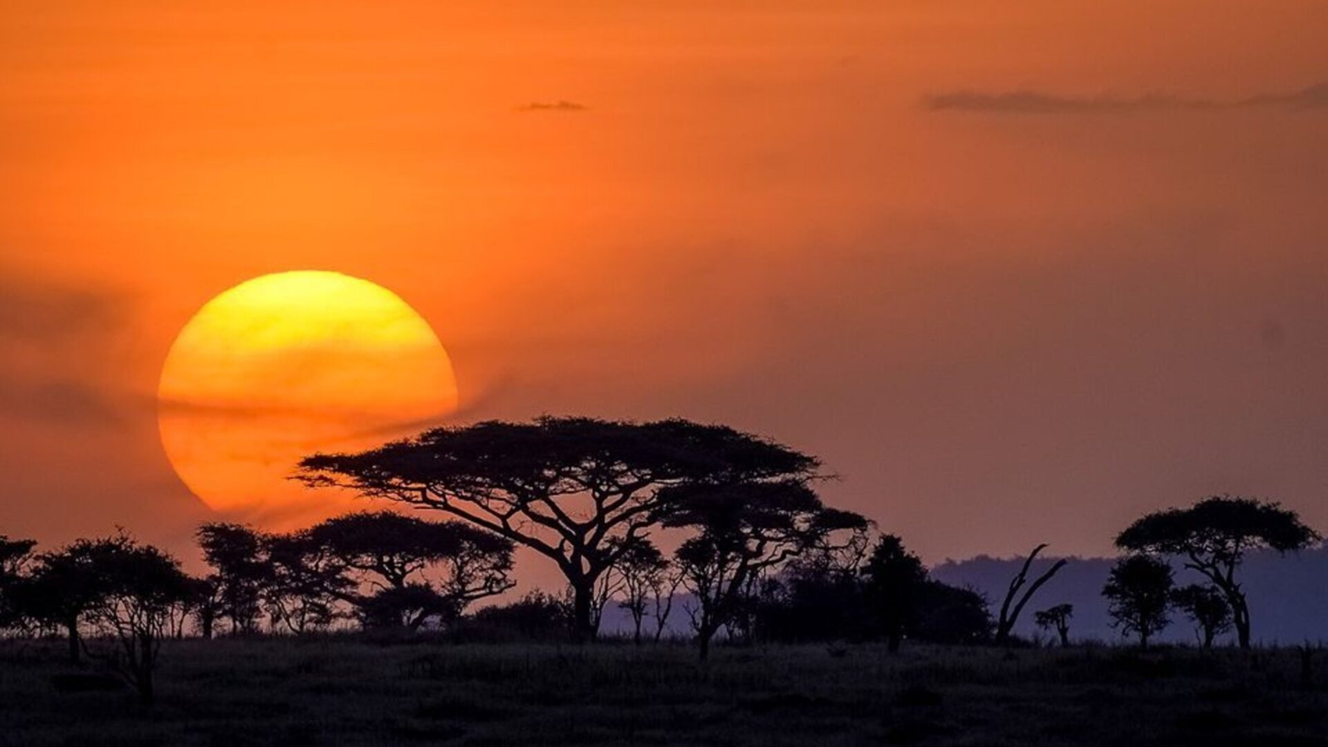 A vast Serengeti sun sinking behind flat-topped acacia trees over the golden plains — a Great Migration honeymoon safari with Beyond Africa Safaris
