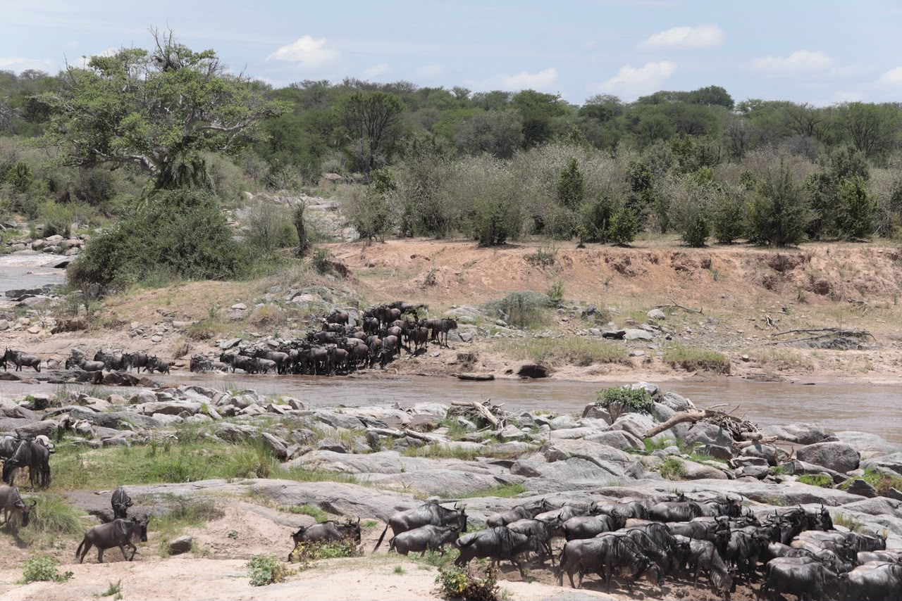 Wildebeest herds gathering at the Mara River in the Serengeti during the Great Migration