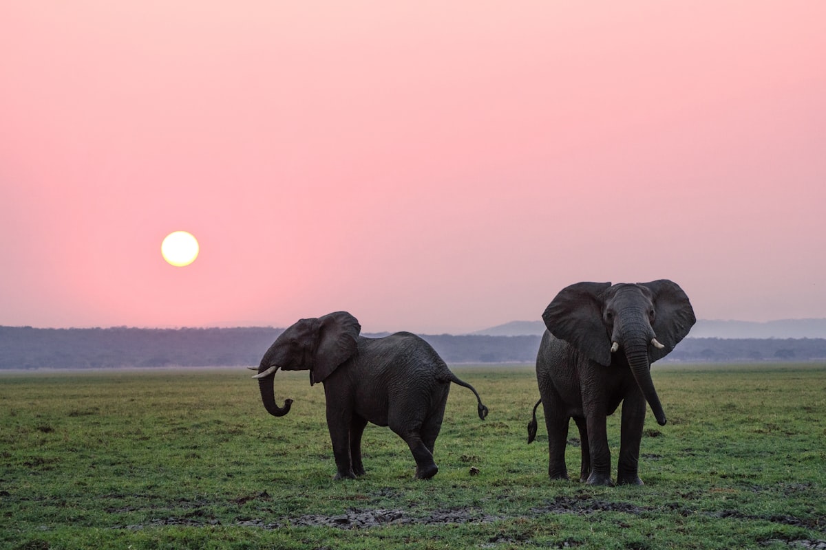 A lion resting on the golden plains at sunrise in a Big Five reserve — how to plan an African safari for first-timers 2026