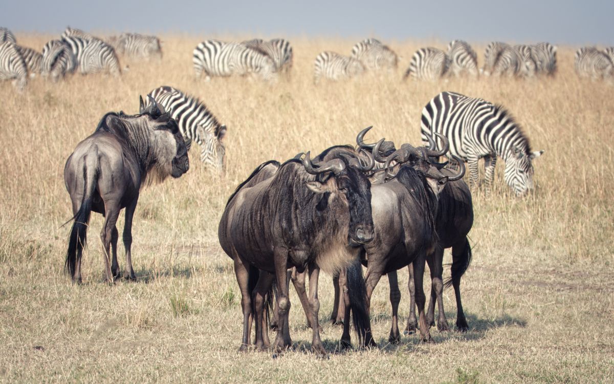 Wildebeest herds streaming across the golden plains during the Great Migration — top 10 African safari destinations 2026